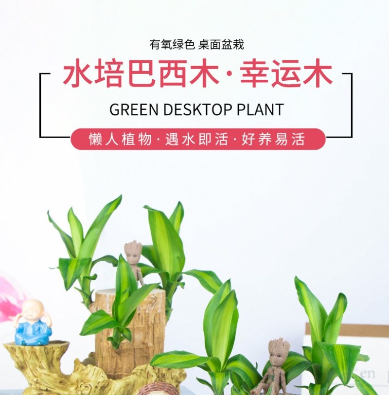 巴西幸运木水培花卉室内阳台办公桌四季常青绿植