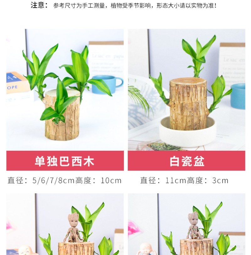 巴西幸运木水培花卉室内阳台办公桌四季常青绿植