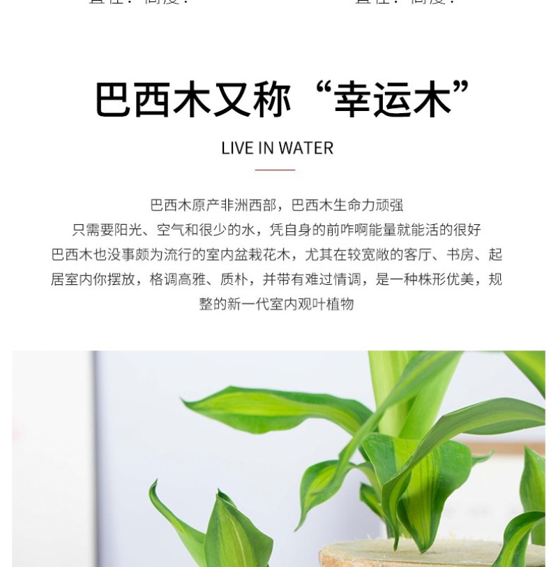 巴西幸运木水培花卉室内阳台办公桌四季常青绿植