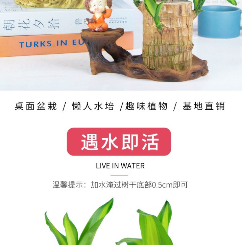 巴西幸运木水培花卉室内阳台办公桌四季常青绿植
