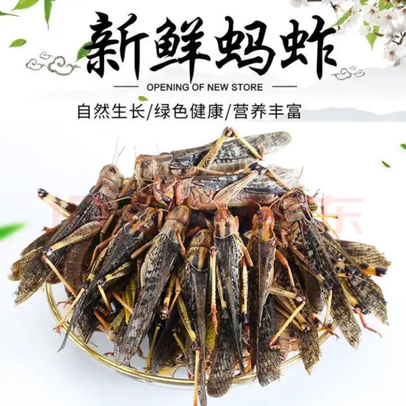 蚂蚱食用