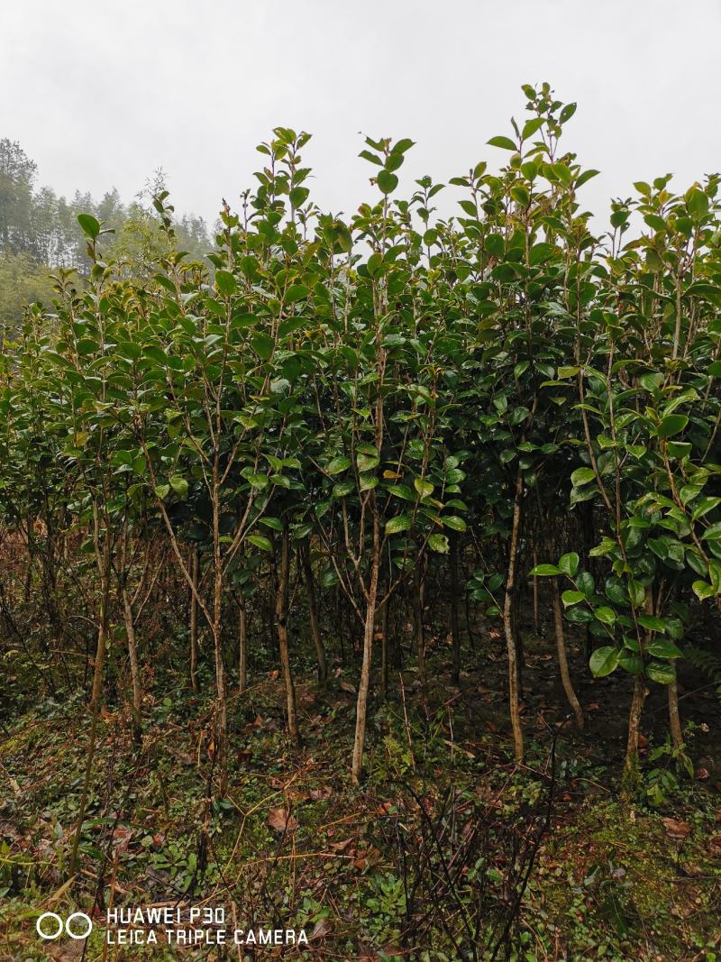 茶花树红花园林景观树