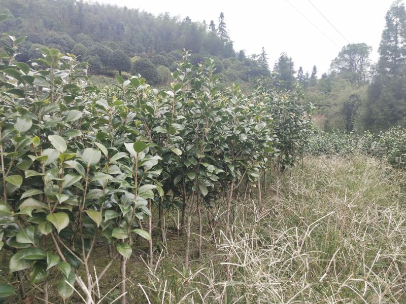 茶花树红花园林景观树