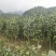 茶花树红花园林景观树