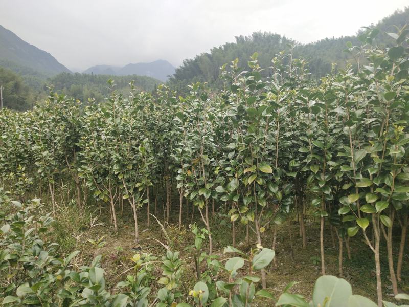 茶花树红花园林景观树