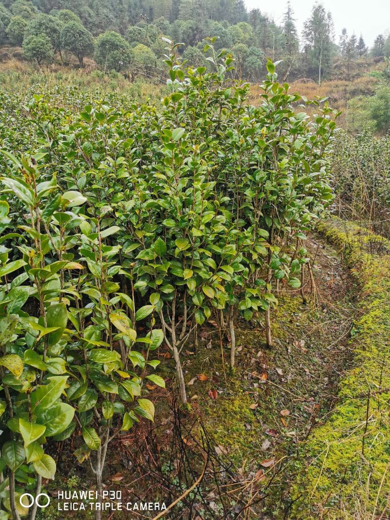 茶花树红花园林景观树