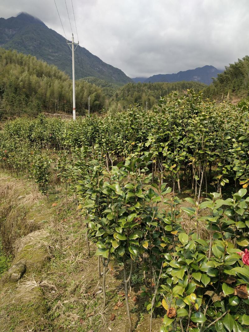茶花树红花园林景观树