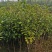 茶花树红花园林景观树