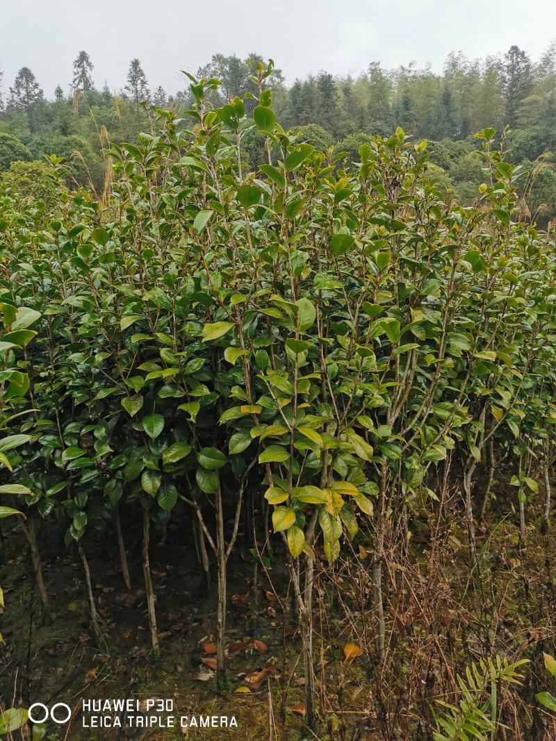 茶花树红花园林景观树