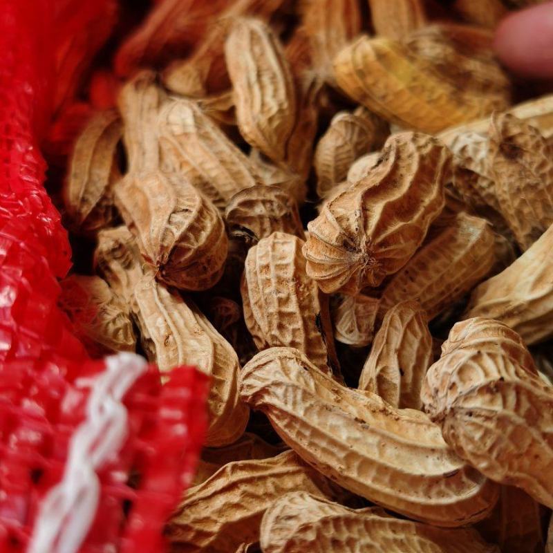 云南七彩花生（缅甸种植）