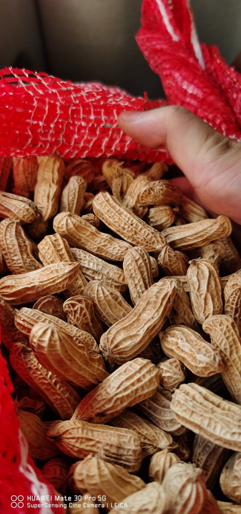 云南七彩花生（缅甸种植）