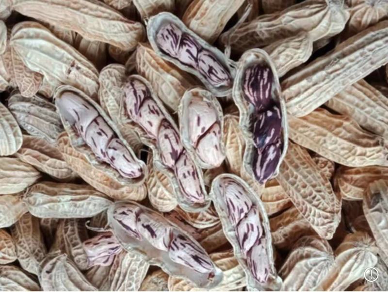 云南七彩花生（缅甸种植）