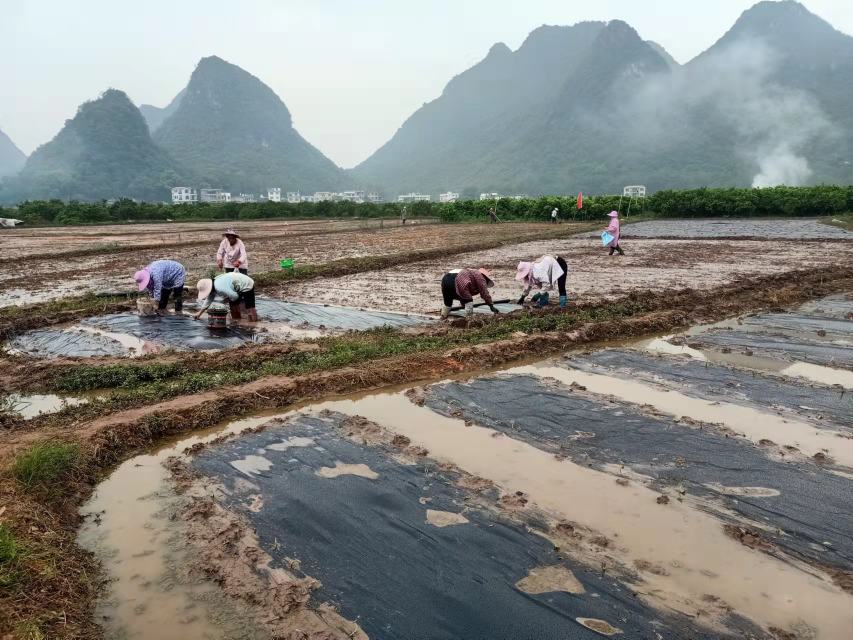 荔浦芋头不同季节种植管理流程图