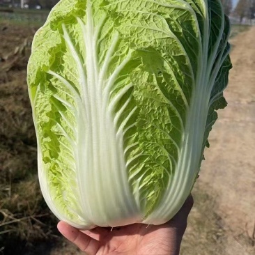 精品大白菜产地直销2-3斤净菜固定发车诚信交易