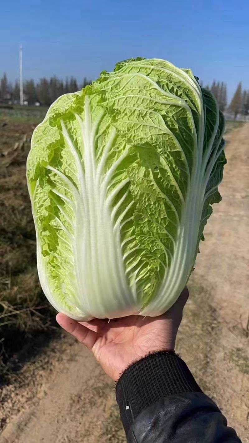 精品大白菜产地直销2-3斤净菜固定发车诚信交易