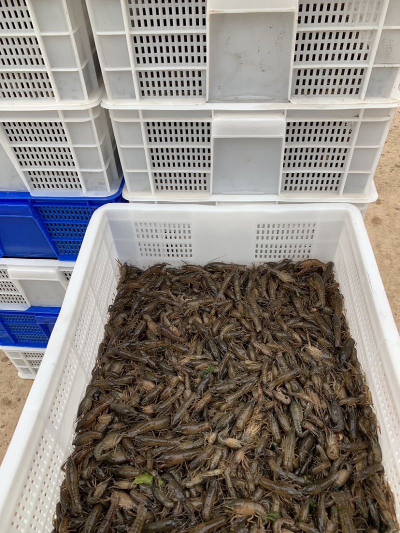 本基地常年出售优质种虾、虾苗，量免费送货上门、提供技术