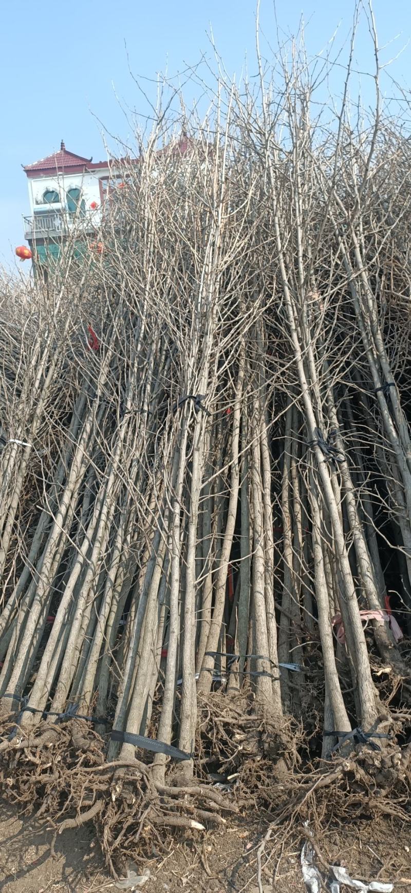 大量供应银杏苗，价格低，质量好！根系发达，成活率高！