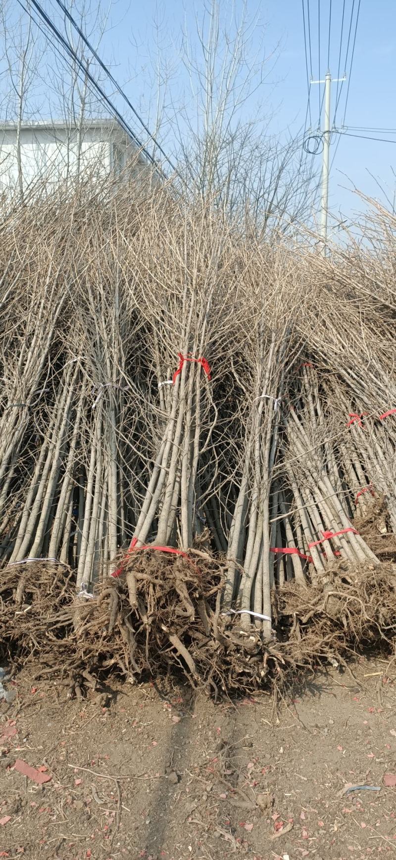 大量供应银杏苗，价格低，质量好！根系发达，成活率高！