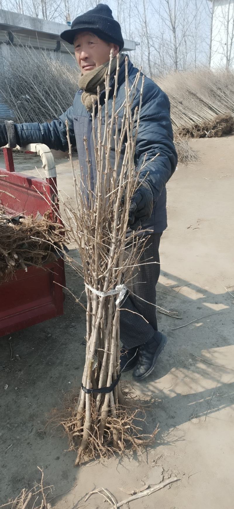 大量供应银杏苗，价格低，质量好！根系发达，成活率高！