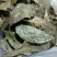 山香园叶,一手货源新货药味重,产地直供道地药材,保证正品