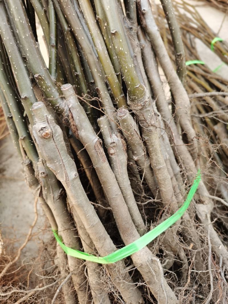 秋月梨树苗基地现起保湿邮寄