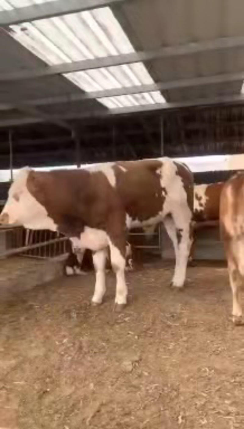 【免费运输】西门塔尔牛，产地批发西门塔尔牛，可以视频选牛