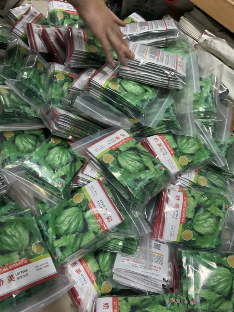 娇美进口结球生菜种子抗病性强球型美观耐抽薹