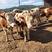 【免费运输】西门塔尔牛，产地批发西门塔尔牛，可以视频选牛