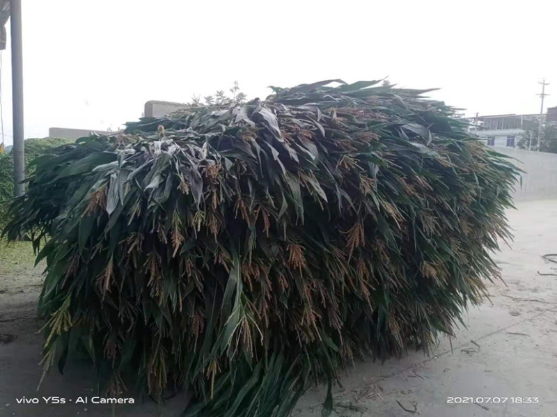 全株玉米秸秆青贮黄贮牛羊饲料稻谷草青储黄储一手货源