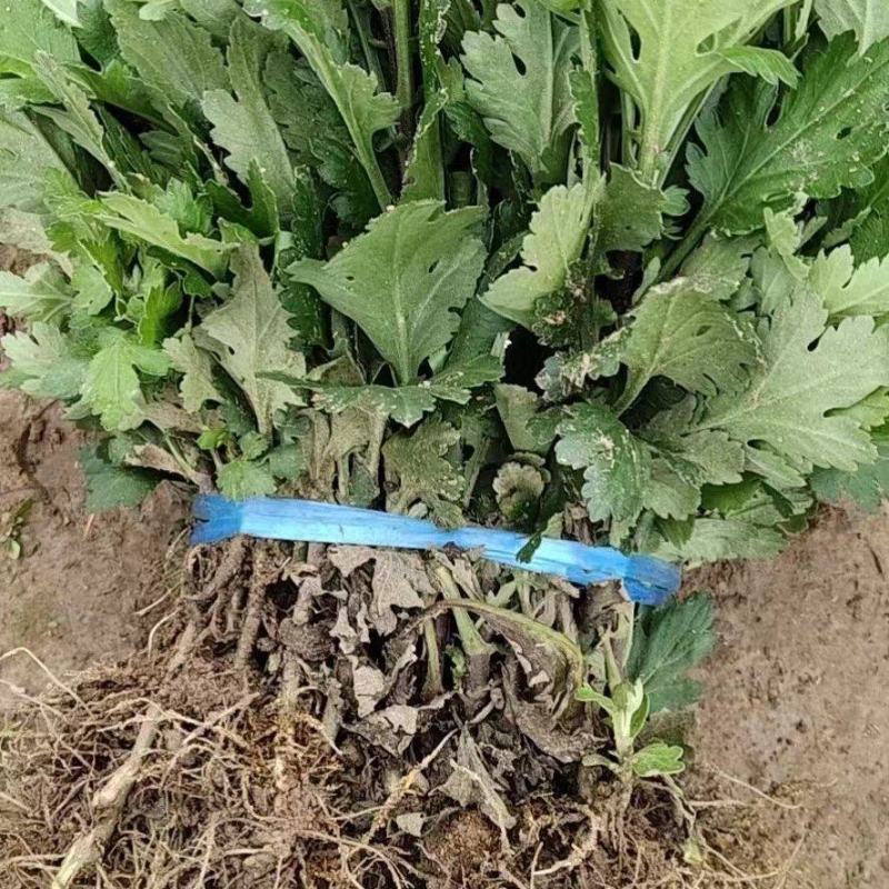 优质脱毒七月菊苗大板菊苗！长期提供技术种植，保价回收