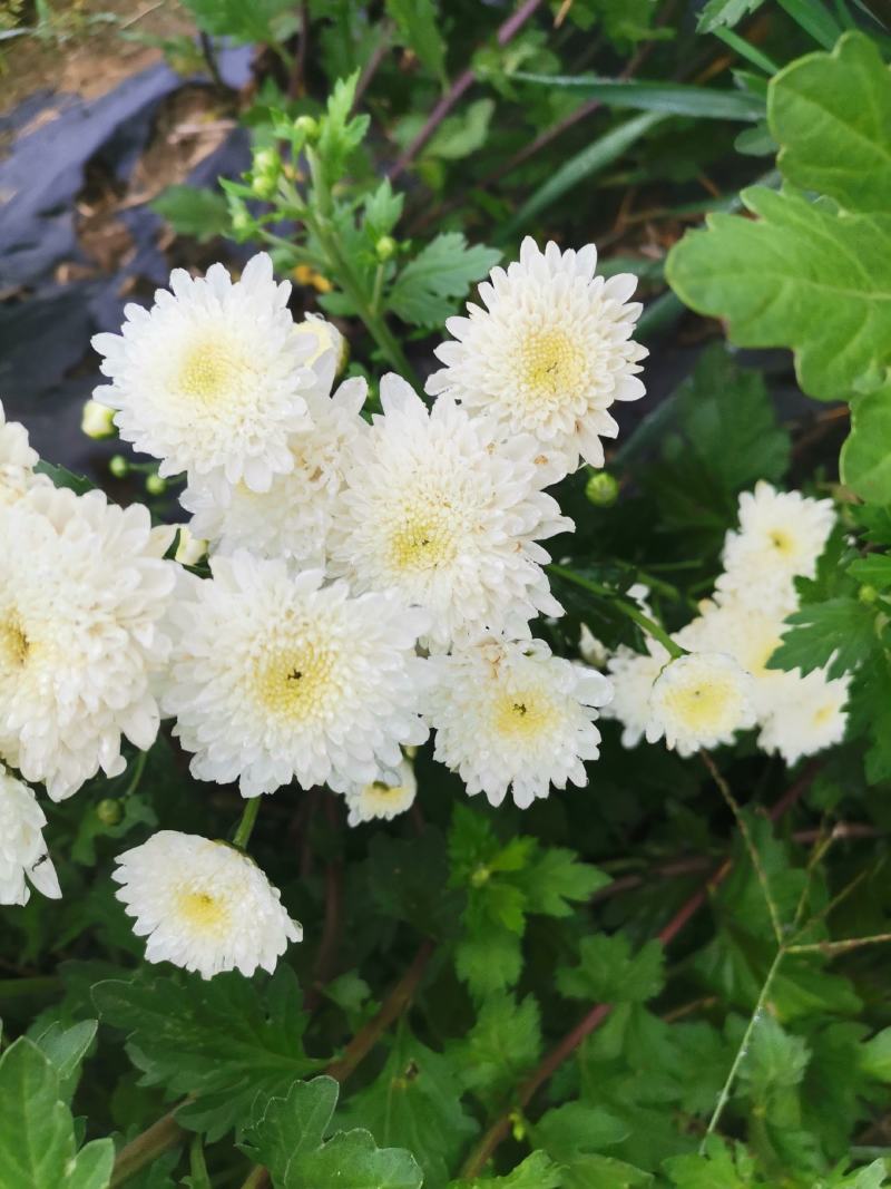 优质脱毒七月菊苗大板菊苗！长期提供技术种植，保价回收