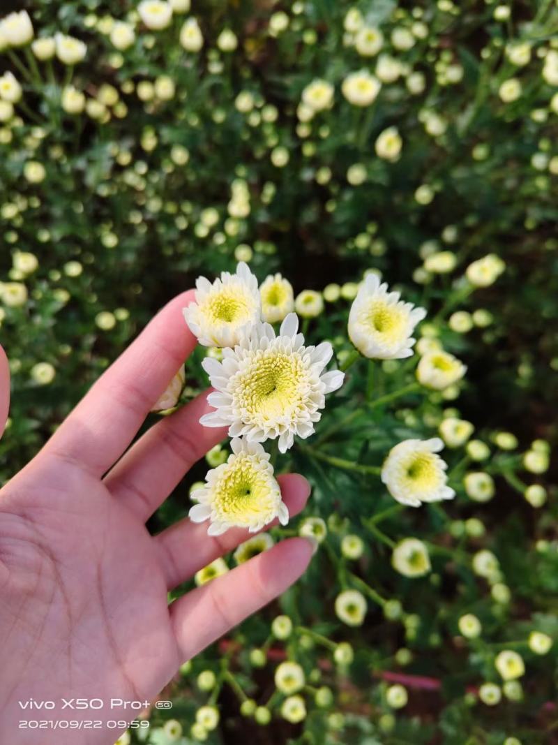 优质脱毒七月菊苗大板菊苗！长期提供技术种植，保价回收