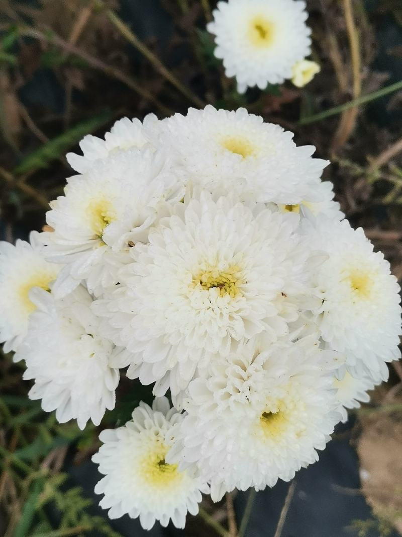 优质脱毒七月菊苗大板菊苗！长期提供技术种植，保价回收