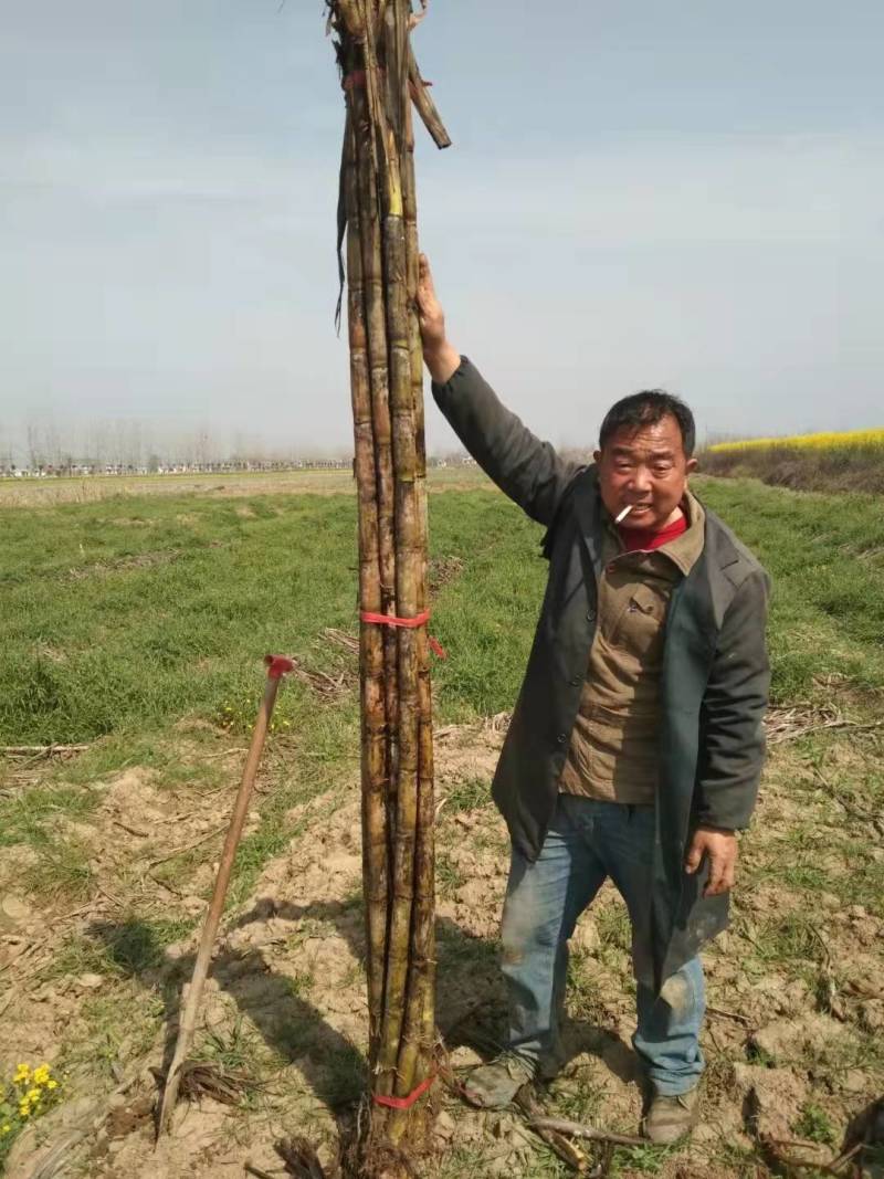 优质青皮甘蔗节长每节匀称直溜条形好表皮干净无裂口无糠心好