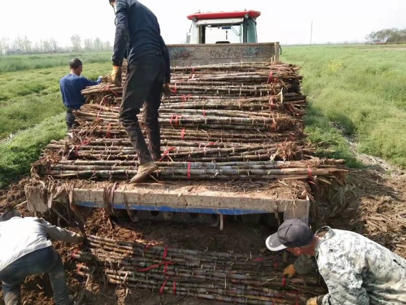 优质青皮甘蔗节长每节匀称直溜条形好表皮干净无裂口无糠心好