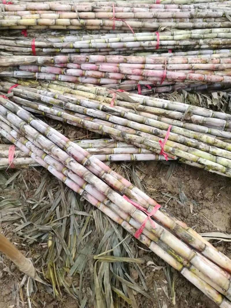 优质青皮甘蔗节长每节匀称直溜条形好表皮干净无裂口无糠心好