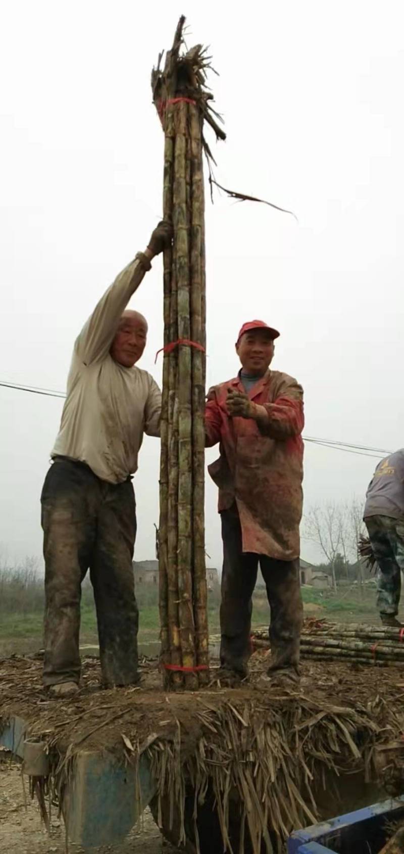 优质青皮甘蔗节长每节匀称直溜条形好表皮干净无裂口无糠心好