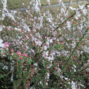 粉色雪柳钵苗，地栽苗，各种规格苗子供应充足，可定制。
