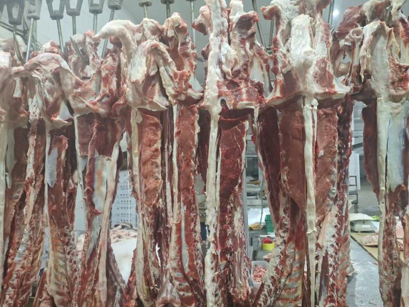 羊蝎子、羊脊骨、草原羊脊骨带肉量大优惠【一件代发】