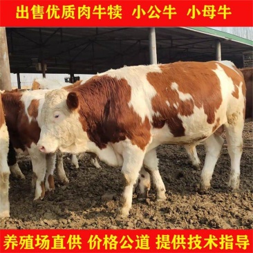 西门塔尔牛，活牛，300-400斤