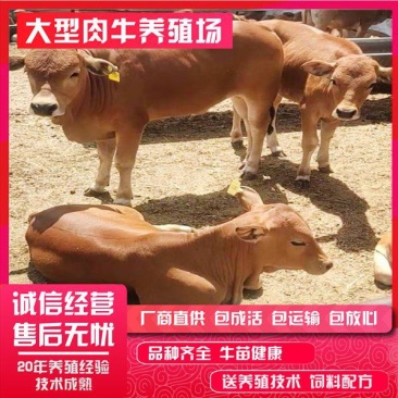 改良鲁西黄牛包回收，量大可分期价格优惠。