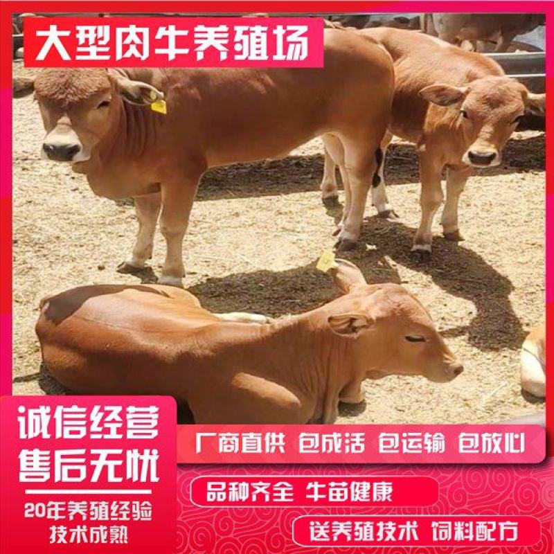 改良鲁西黄牛包回收，量大可分期价格优惠。