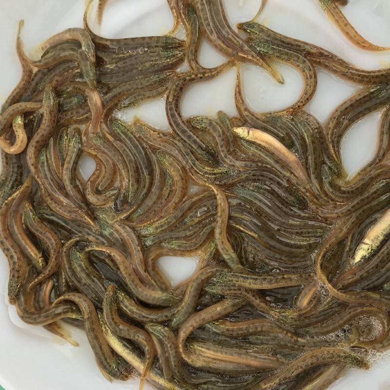 泥鳅鱼苗，青鳅苗，渔场直供，高产良种快大不钻泥活体