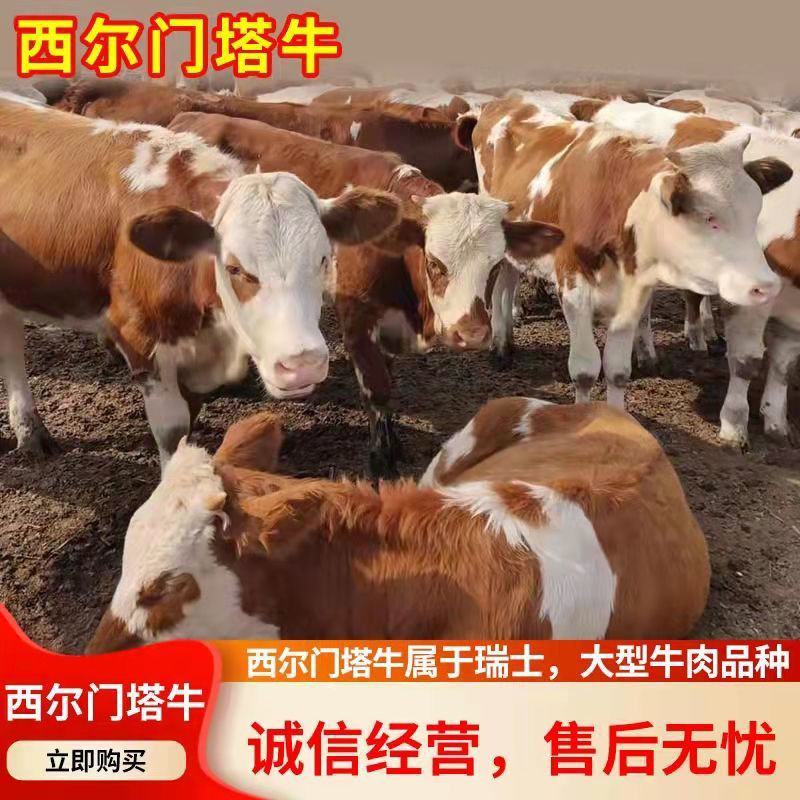 西门塔尔牛，免费送货，货到付款，提供技术，养大后并回收。