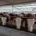 西门塔尔牛犊-改良牛-最新牛价格行情，可以回收