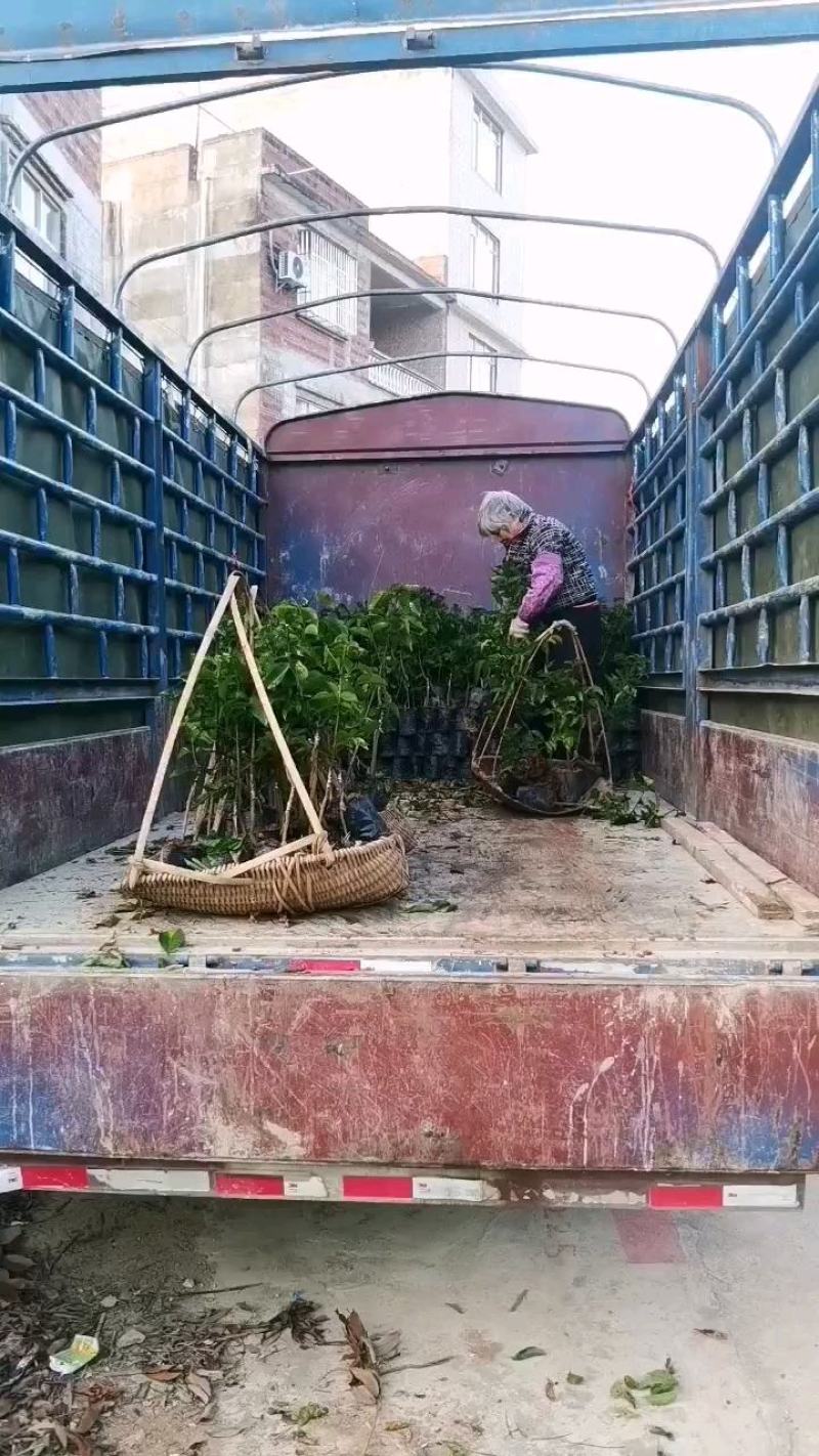 黄皮果苗黑黄皮果苗，贵妃黄皮苗