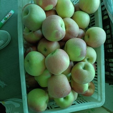 奥尼尔蓝莓苗青森苹果苗