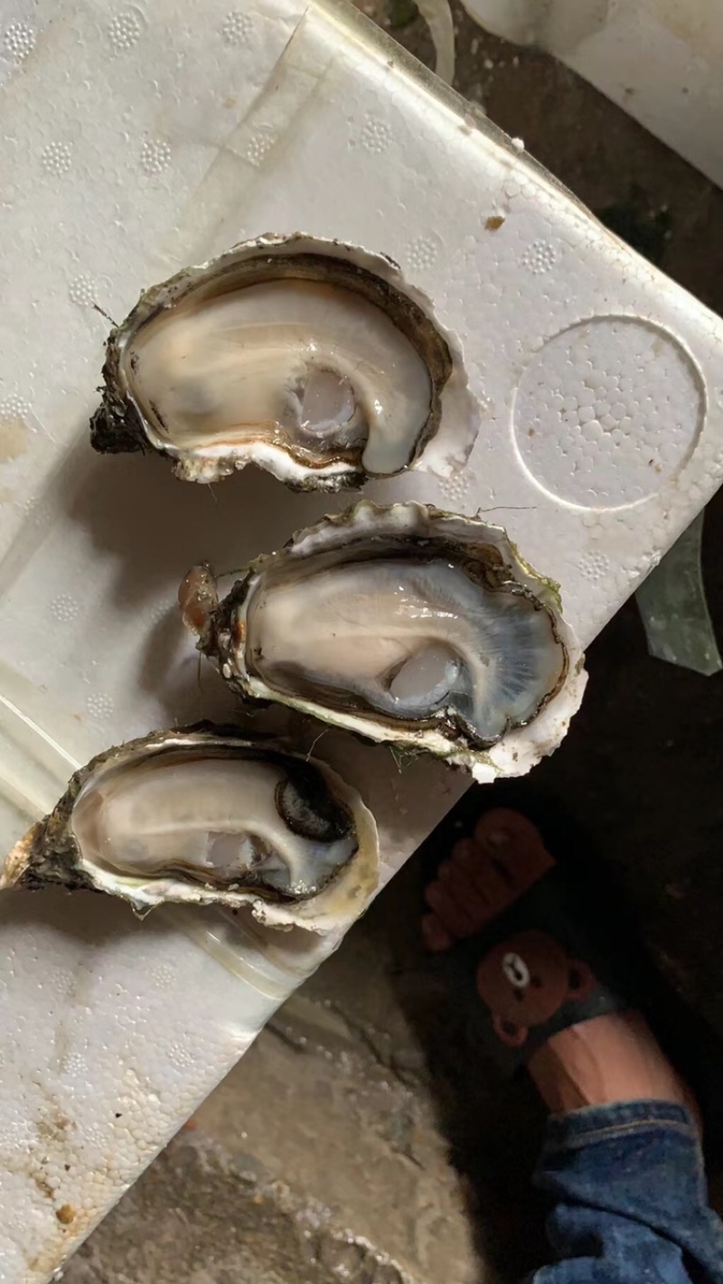 生蚝鲜活全壳烧烤新鲜半壳牡蛎广东潮汕深海生蚝净化蚝