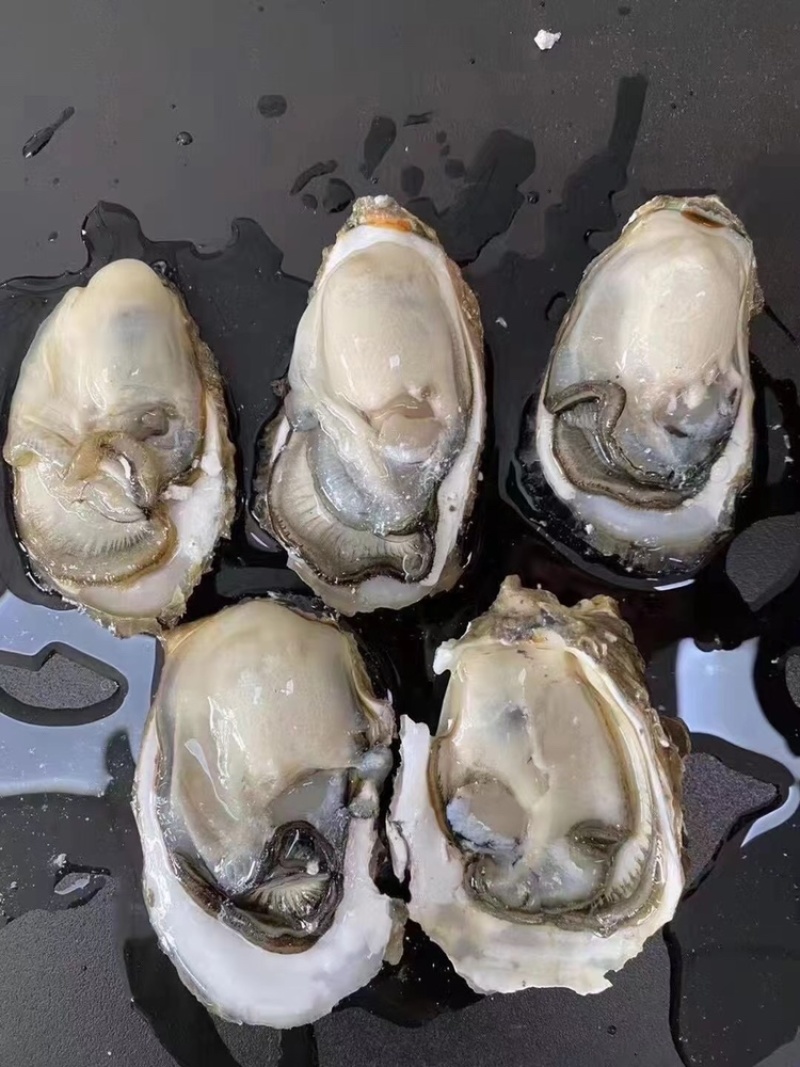 生蚝鲜活全壳烧烤新鲜半壳牡蛎广东潮汕深海生蚝净化蚝