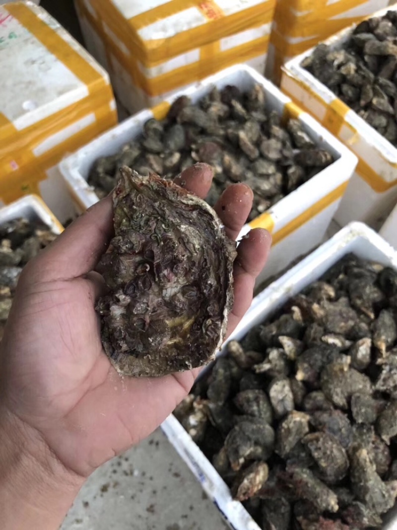 生蚝鲜活全壳烧烤新鲜半壳牡蛎广东潮汕深海生蚝净化蚝